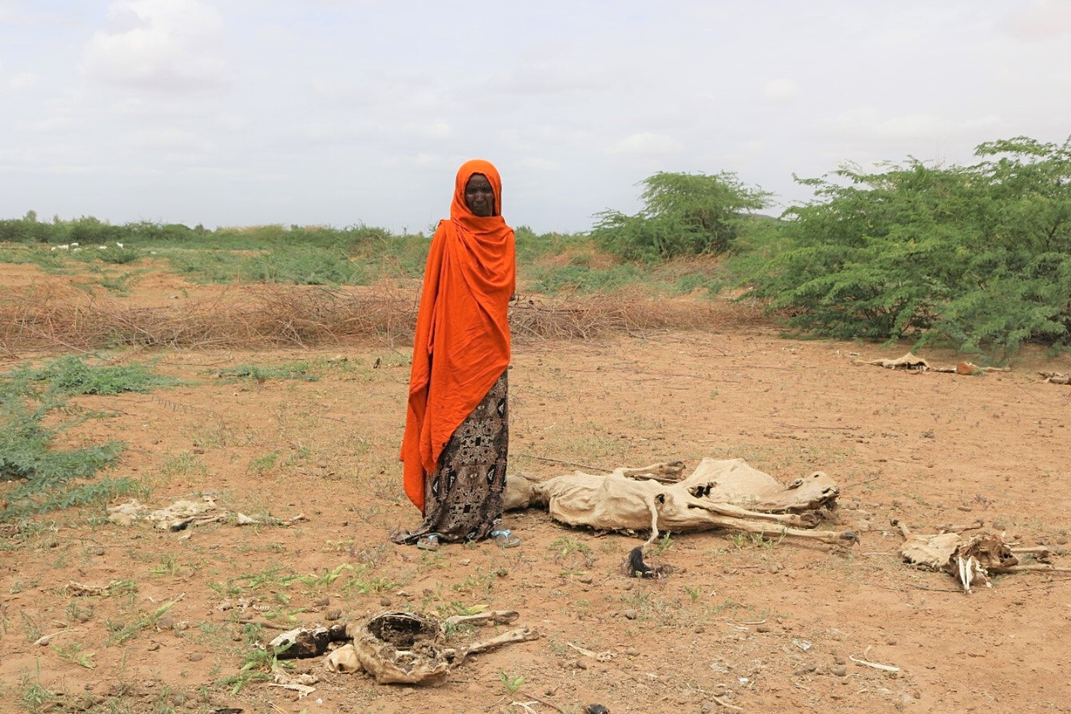 Horn of Africa on the edge of starvation